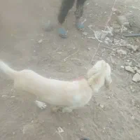 ۲عدد سگ