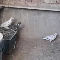 کفتر پرشی