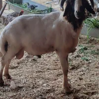 قوچ شرطی اعوسی عراقی