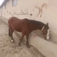 اسب مادیون آبستن