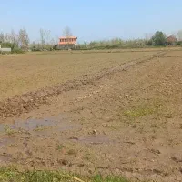 ۶۳۰۰ متر زمین کشاورزی برنج / لاهیجان