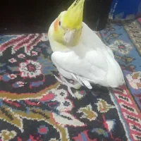 یک عدد عروس هلندی