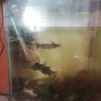 سرگرمی وفراغت|ماهی|ملایر, |دیوار