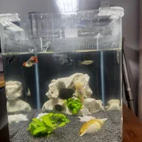 آکواریوم b102 دلسا با ماهی|ماهی|تهران, نعمتآباد|دیوار