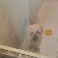 سگ خونگی با تربیت