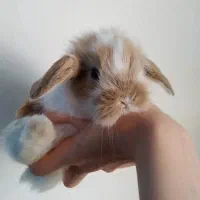 توله خرگوش لوپ عروسکی (همه رنگ)|موش و خرگوش|اهواز, پادادشهر|دیوار