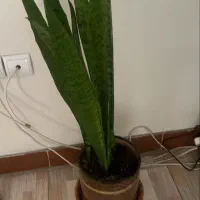 گل فوکوس وزاموفیلیا سرامیکی زیبا هدیه مادر ۴۵۰|گل و گیاه طبیعی|قم, چهل اختران|دیوار