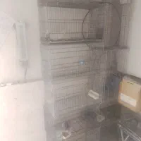 قفس غلامی جوجه پران ۱۵عدد|لوازم جانبی حیوانات|قرچک, میرزائی جنوبی|دیوار