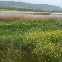 فروش برش اول یونجه
