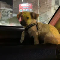 سگ گمشده
