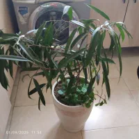 گل گوش خرگوشی،گل کاغذی،گل پتوس،بنجامین امستر|گل و گیاه طبیعی|ملارد, |دیوار