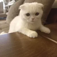 گربه اسکاتش نر جهت جفت گیری میخوام