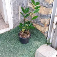 گلها اف خورد