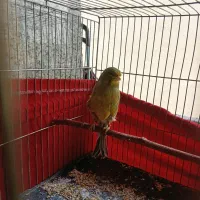 قناری نر سبز علیخانی قرص بخون