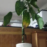 گل طبیعی فروشی