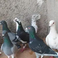 کبوترا پلاکی