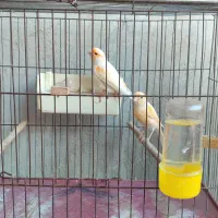 قناری و سهره|پرنده|پارس‌آباد, |دیوار