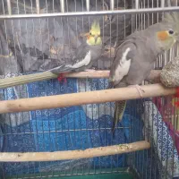عروس هلندی