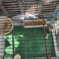 قناری ماده آماده  جفت ،ابلغ ،پس بالا