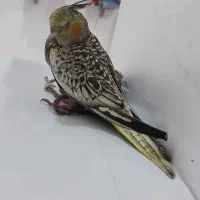 عروس هلندیم گم شده