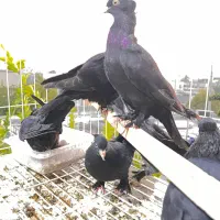 کفتر زاغ کلاهی پا پر|پرنده|بندرعباس, |دیوار