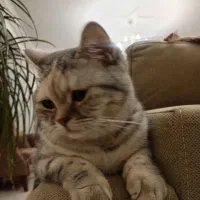 جفتگیری فقط فروش نیست