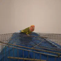 طوطی،برزیلی،نر جوان|پرنده|لاهیجان, بوجایه|دیوار