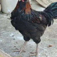 مرغ خروس گلین|حیوانات مزرعه|قم, الغدیر|دیوار