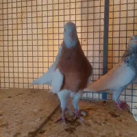 کفتر بهبهانی طوق زرد نر خال سیاه