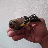 سهره ماده|پرنده|سرپل ذهاب, |دیوار