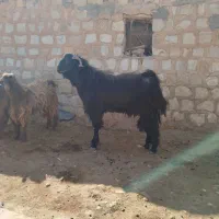 بز نر (ساورین)