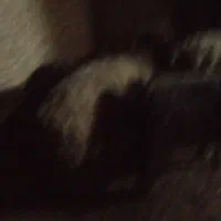 میش وکوه|حیوانات مزرعه|گتوند, |دیوار