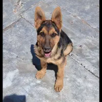 توله 9 ماهه ژرمن