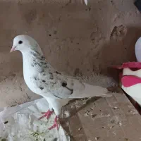 کبوتر|پرنده|قرچک, قشلاق جیتو|دیوار