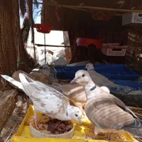 کبوتر خانگی کپوت. جالق|پرنده|سراوان, |دیوار
