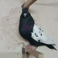ماده سینه|پرنده|شیراز, دست خضر|دیوار