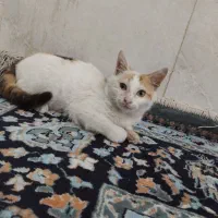 واگذاری گربه رایگان