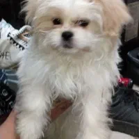 واگذاری سگ شیتزو ۶ ماهه ق ۷ می