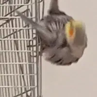 عروس هلندی بالغ نر با وسایل|پرنده|ابریشم, |دیوار