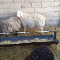 کره و بره و میش شروع قیمت از ۵۵۰۰تومن به بالا|حیوانات مزرعه|کرمان, |دیوار