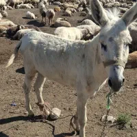خرگله ای ارم نر