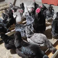 فروش ویژه تخم مرغ گلین فول کیفیت