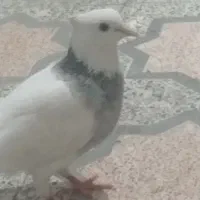 کبوتر