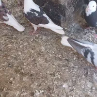 پرشی معاوضه|حیوانات|تربتحیدریه, بهشت عسکری|دیوار