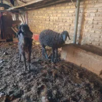 بره گوسفند