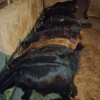 فروش ۱۰تا بز ابستن و چند کهره نر