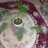 برگ انجیری فر|گل و گیاه طبیعی|آباده, |دیوار