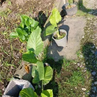 گل بابا ادم|گل و گیاه طبیعی|خمام, |دیوار