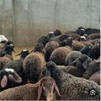 فروش 50 عدد میش غزل نقدی یا معاوضه با سواری|حیوانات مزرعه|شاهینشهر, فردوسی|دیوار