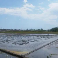 زمین زراعی بسیار خوش نقشه خوش قیمت